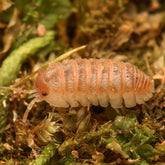 Armadillidium hauseni